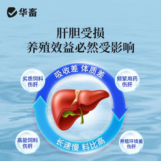 【社群专享】华畜胆汁酸肝胆综合肝胆康鱼虾蟹保肝护胆水产养殖促进生长抗应激 商品图2