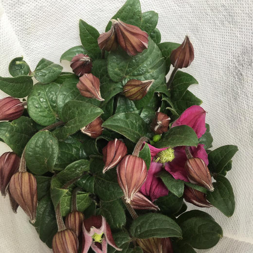 铁线莲.玫红 商品图1