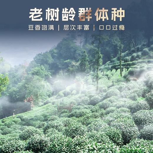 【群体种老茶树】2026新茶上市卢正浩老茶蓬明前特级龙井茶绿茶叶罐装 商品图1