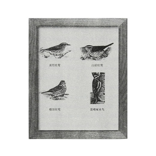 三联精选 醒来的森林 巴勒斯自然散文集 三联书店 商品图5