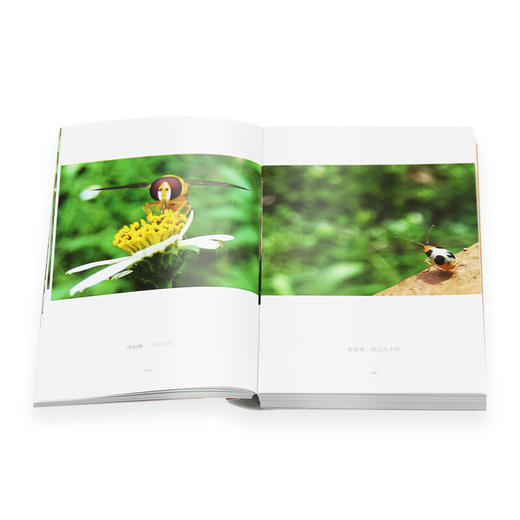 下里巴虫 昆虫王国 时代的昆虫记 图文并茂的博物学笔记 卢跃刚 著 三联书店 商品图1