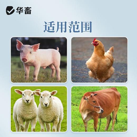 华畜解暑灵解暑抗暑避免中暑降温抗应激猪牛羊家禽薄荷饲料添加剂 商品图3