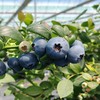 鲜甜脆爽花香蓝莓 商品缩略图0
