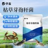 华畜枯草芽孢杆菌菌种水产养殖专用菌原种菌粉虾蟹塘活菌em益生菌 商品缩略图1