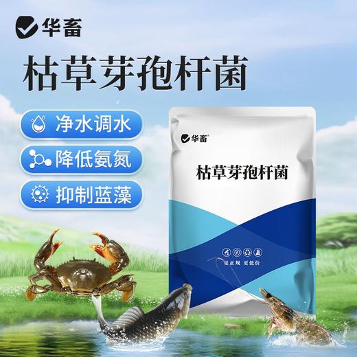 华畜枯草芽孢杆菌菌种水产养殖专用菌原种菌粉虾蟹塘活菌em益生菌 商品图1