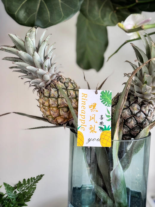 把春天捧回家！【水培菠萝】可以吃的绿植 花期长 观感性强 超好养护 上班好搭子 真菠萝的可爱“创作”~ 商品图9