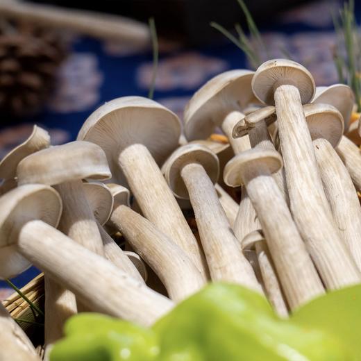 【云南新鲜菌菇组合】72小时之内发货 顺丰空运到家 黑皮鸡枞+金耳+鹿茸菇+赤松茸+黑牛肝菌+虫草花+皱皮椒 500g/每箱 商品图11