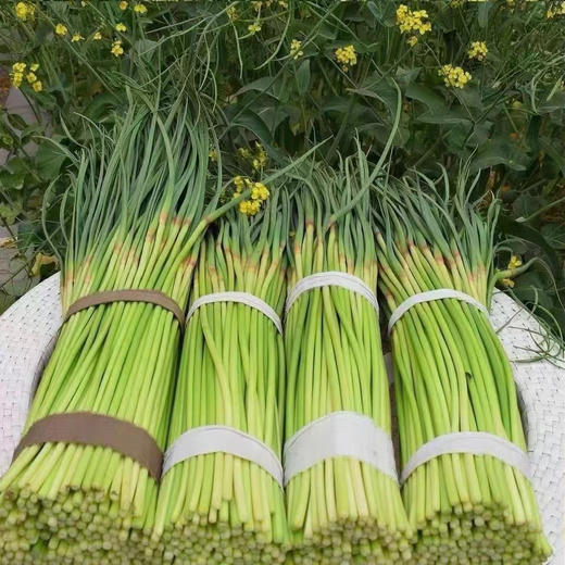 周三取货：【红帽蒜苔】一袋3斤左右，新鲜采摘，质地脆嫩，条长，茎白，尾鲜。 商品图11