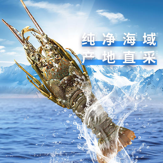 古巴龙虾400-500 商品图1