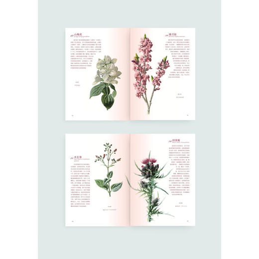 花之语：英国古典版画里的花草秘事  花卉 文化史 欧洲 商品图5