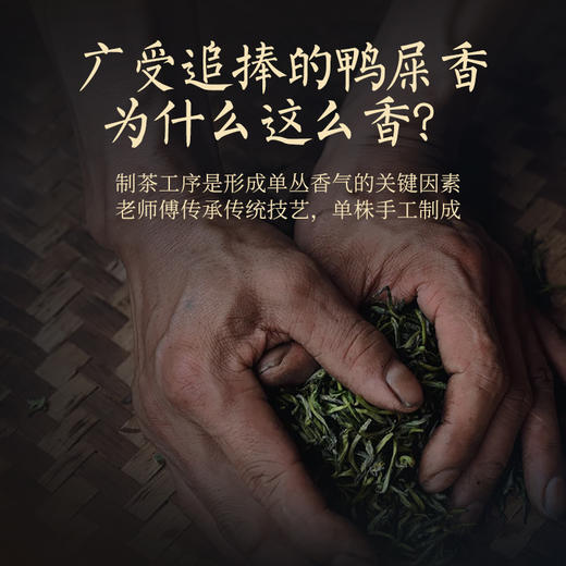 华祥苑-特级凤凰单枞鸭屎香正宗潮州自己喝125g凤凰单丛 商品图5