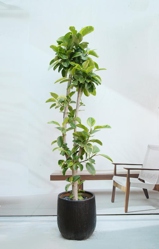 富贵榕 商品图0