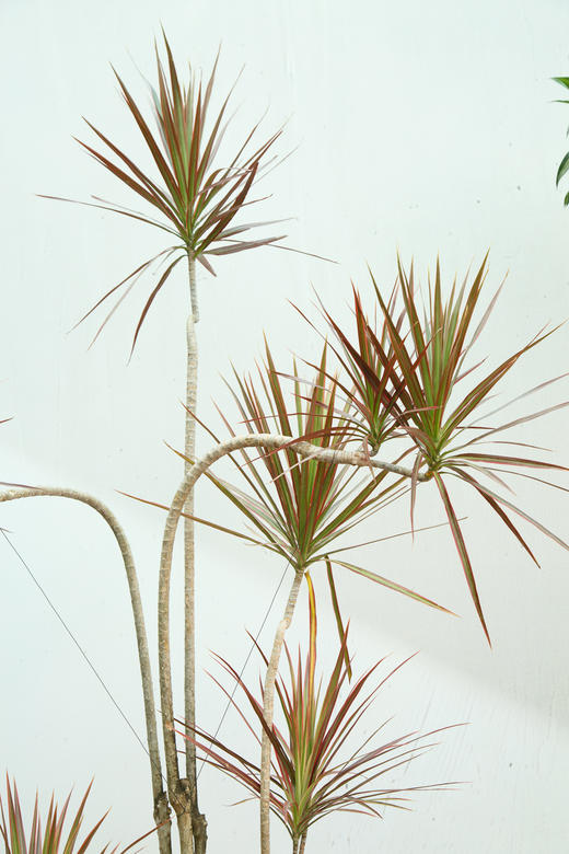 千年木 商品图2