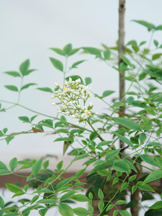 南天竹 商品图1