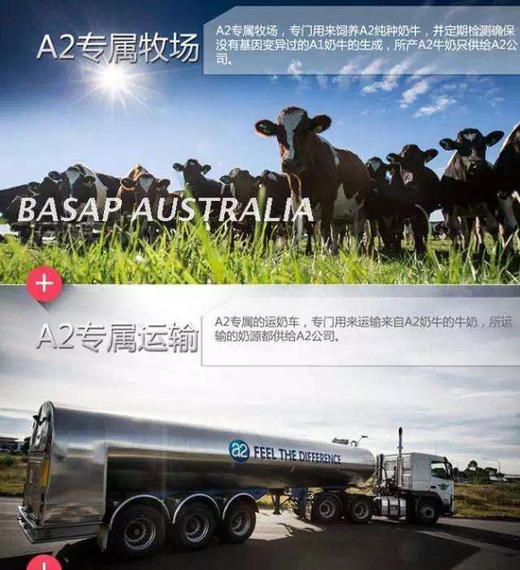 别让孝心等待❗澳洲国民品牌A2中老年奶粉！ 珍稀A2型蛋白质❗乳糖不耐受也能喝 线下一罐208 a2乳铁蛋白中老年奶粉调制乳粉 800g a2是澳洲销量NO.1的牛奶品牌❗澳洲鲜奶中的爱马仕❗ 商品图10