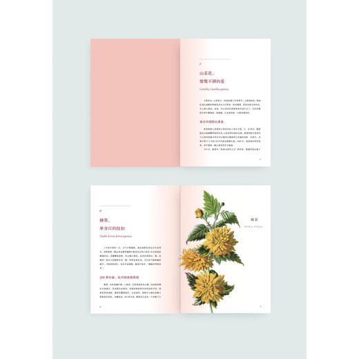 花之语：英国古典版画里的花草秘事  花卉 文化史 欧洲 商品图2