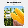 产地直发！新疆白糯玉米黄金玉米段【 天然雪水滋养 天然纯净  自然生产 香甜软糯会拉丝   人工采摘 真空包装  颗粒饱满 】 商品缩略图2