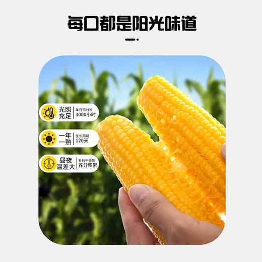 产地直发！新疆白糯玉米黄金玉米段【 天然雪水滋养 天然纯净  自然生产 香甜软糯会拉丝   人工采摘 真空包装  颗粒饱满 】 商品图2