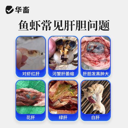 【社群专享】华畜胆汁酸肝胆综合肝胆康鱼虾蟹保肝护胆水产养殖促进生长抗应激 商品图1