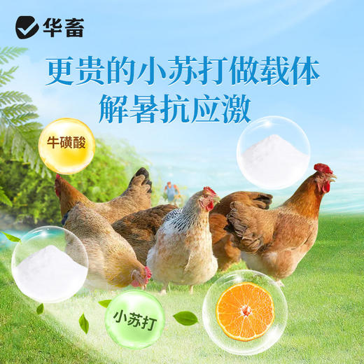 华畜清凉一夏猪牛羊鸡解暑降温抗应激调节免疫抗氧化维持肠道健康 商品图2