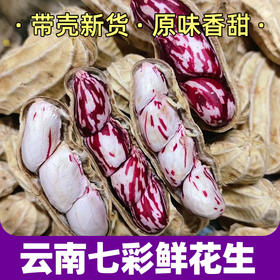 2025新货 云南高原七彩鲜花生 新鲜采摘 带泥带壳发货