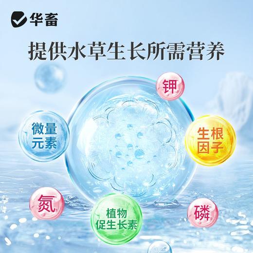 华畜爆根王壮根肥水草生根保草促长改底改善水质长根宝水草生根粉 商品图2