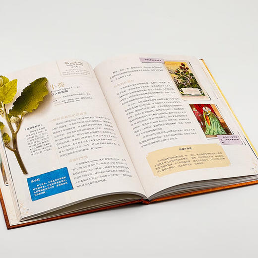 美容植物 尚塔尔·德尔芬 埃里克·吉东 著 自然科学 植物文化史 三联书店 商品图2