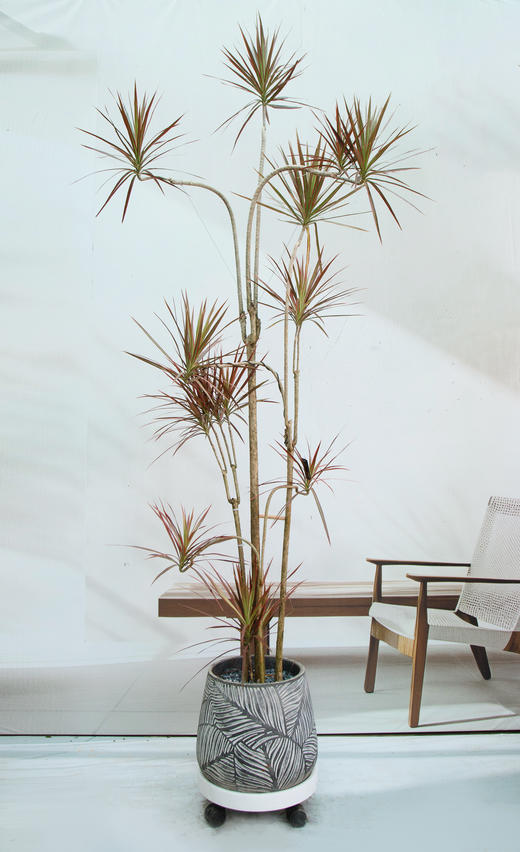 千年木 商品图0