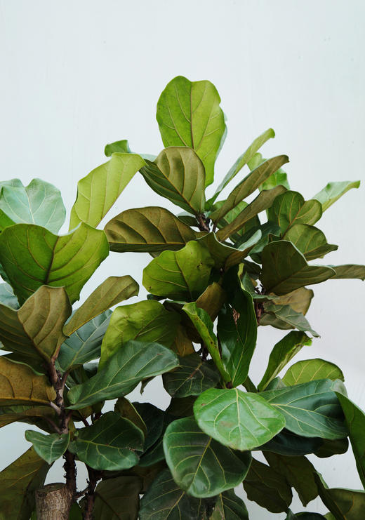 老桩琴叶榕 商品图1