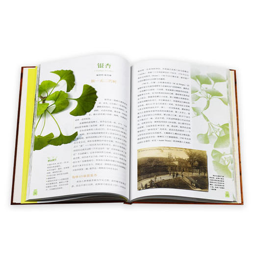 药用植物 植物文化系列 塞尔日 沙 著 植物文化史 三联书店 商品图5