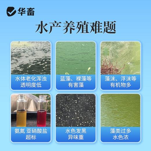 华畜枯草芽孢杆菌菌种水产养殖专用菌原种菌粉虾蟹塘活菌em益生菌 商品图2