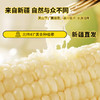 产地直发！新疆白糯玉米黄金玉米段【 天然雪水滋养 天然纯净  自然生产 香甜软糯会拉丝   人工采摘 真空包装  颗粒饱满 】 商品缩略图1