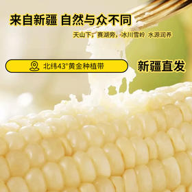买一送一！【新疆白糯玉米黄金玉米段2箱】  产地直发 天然雪水滋养 自然生产 香甜软糯会拉丝 真空包装 颗粒饱满