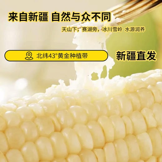 产地直发！新疆白糯玉米黄金玉米段【 天然雪水滋养 天然纯净  自然生产 香甜软糯会拉丝   人工采摘 真空包装  颗粒饱满 】 商品图1