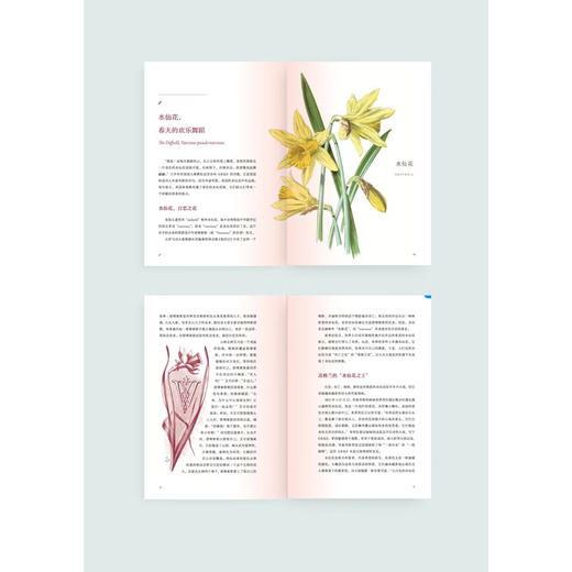 花之语：英国古典版画里的花草秘事  花卉 文化史 欧洲 商品图4