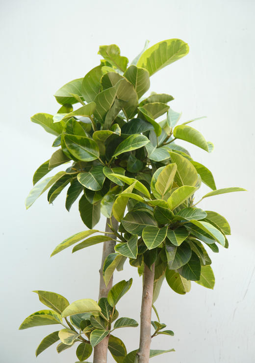 富贵榕 商品图1