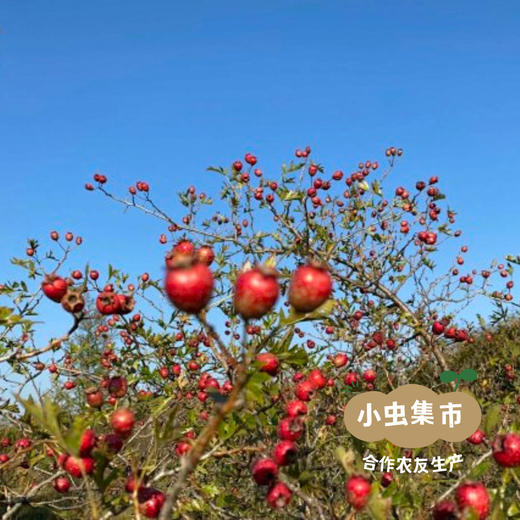 生态香葡山楂糕 250g/盒 | 合作农友生产，产自，生产者：徐春传 *【公平贸易农人定价】 商品图13