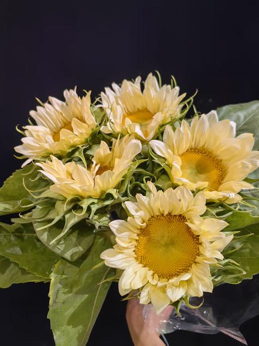 奶油色向日葵鲜切花5支 商品图1