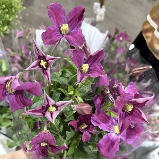 铁线莲.玫红 商品图2