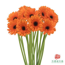 莫里斯 非洲菊 10枝一扎