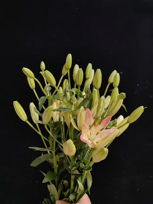 网红爆品萌萌哒多头亚百合5支 商品图4