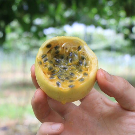 【秒杀】钦蜜9号黄金百香果中果1斤（单果45-60g） 商品图3