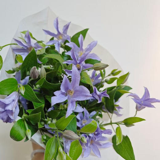 国产星河铁线莲.浅紫1 商品图0