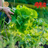 周年庆：归来兮有机蔬菜盆栽  全国配送（偏远地区除外） 商品缩略图2