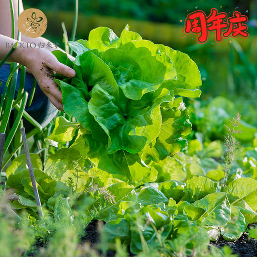 周年庆：归来兮有机蔬菜盆栽  全国配送（偏远地区除外） 商品图2