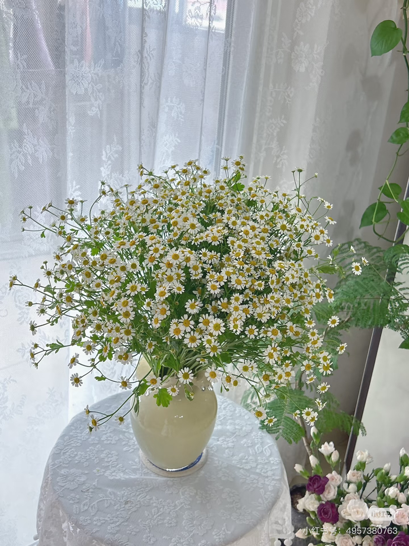 预售15号到货A级洋甘菊 一扎0.3Kg 支长70厘米