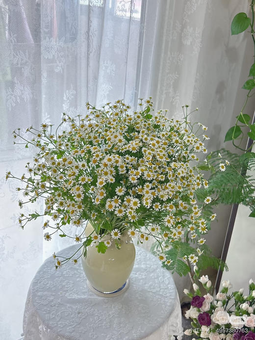预售15号到货A级洋甘菊 一扎0.3Kg 支长70厘米 商品图0