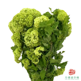 进口木绣球 10枝1扎