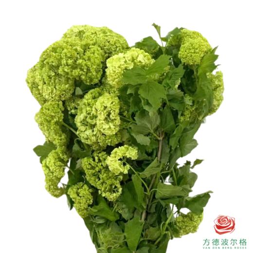 进口木绣球 10枝1扎 商品图0