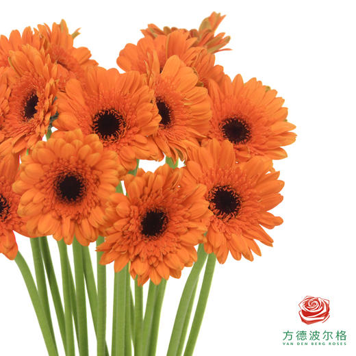 莫里斯 非洲菊 10枝一扎 商品图3